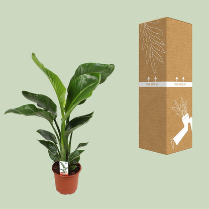 Strelitzia Nicolai – Paradiesvogelblume Ø17cm, ca. 70cm hoch