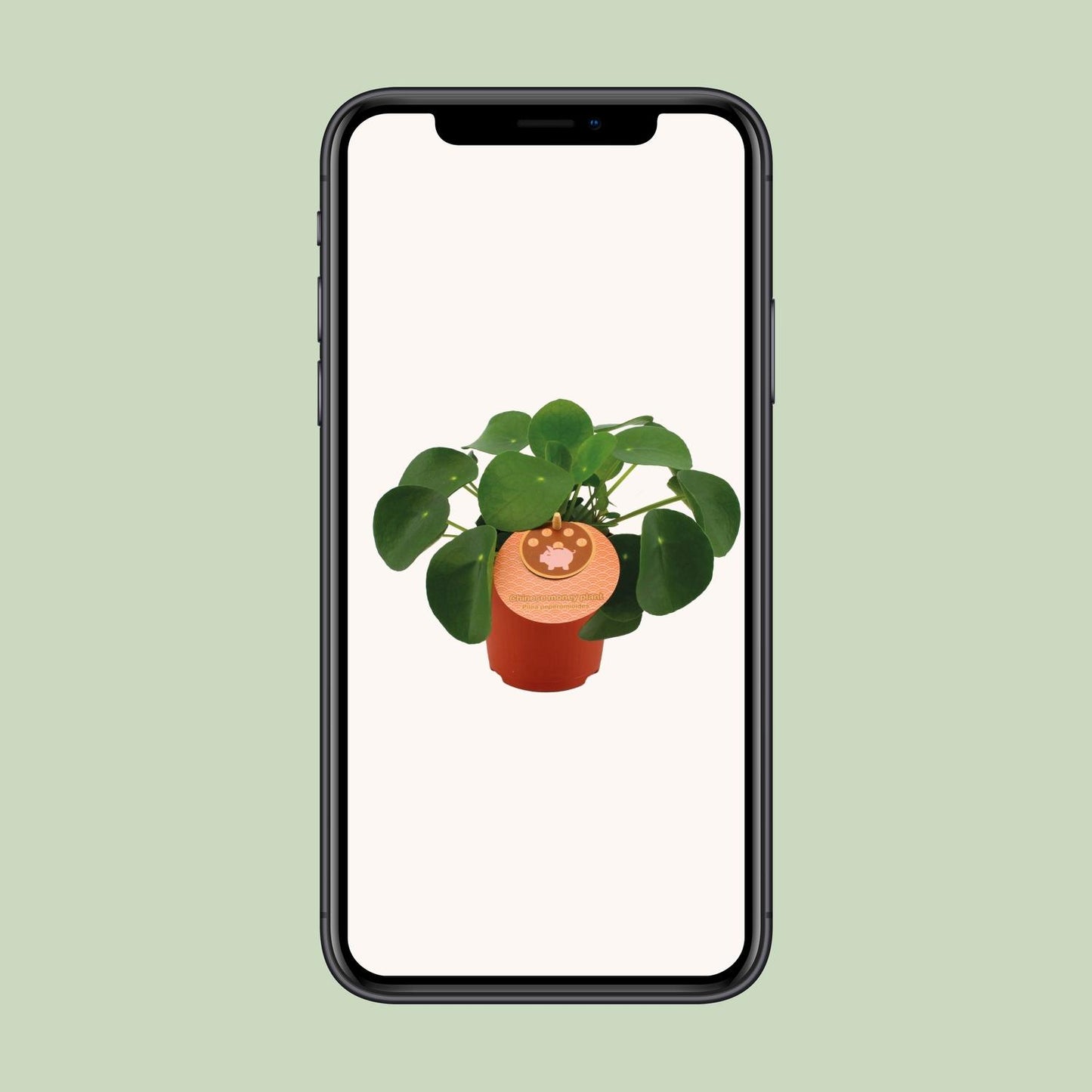 Pilea Peperomioides – pflegeleichte Zimmerpflanze Ø11cm