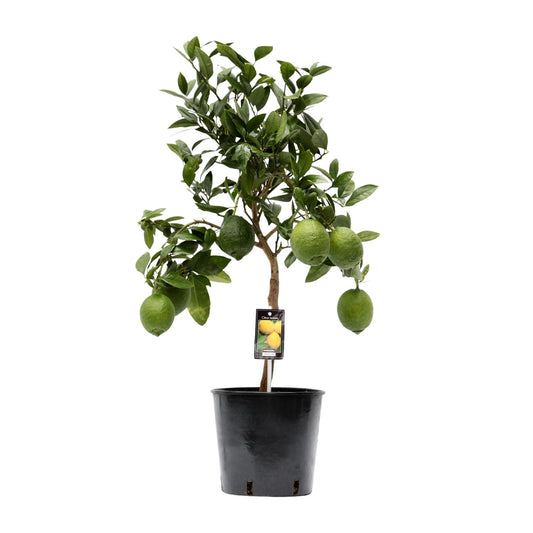 Citrus Lemon – Sonnige Zitruspflanze Ø22cm, 80cm hoch