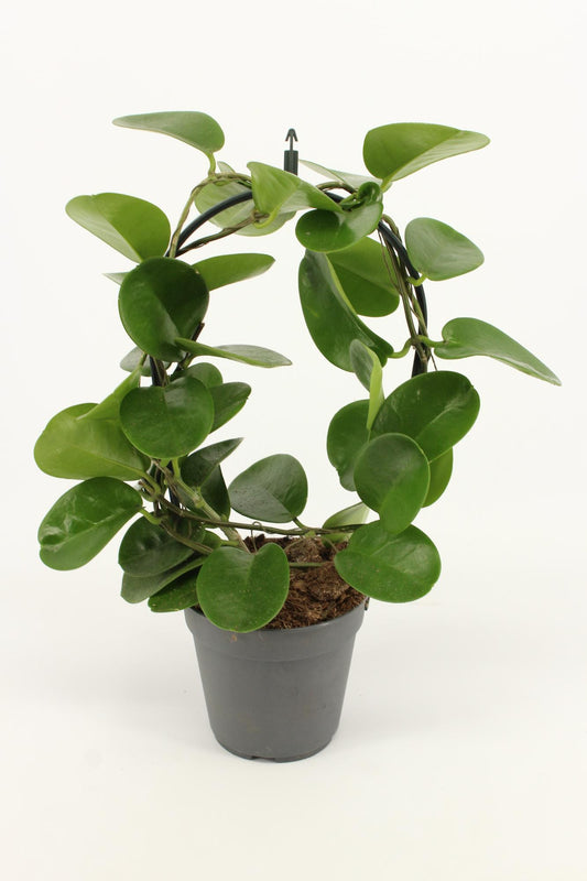 Wachsblume Hoya Boog – Pflegeleichte Zimmerpflanze Ø12cm