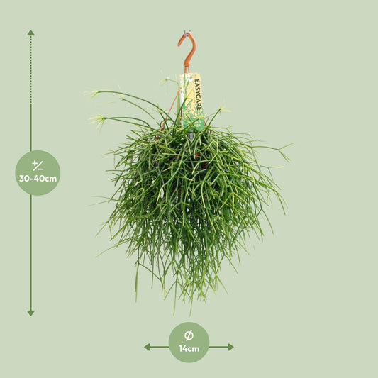 Rhipsalis Pulchra – pflegeleichte hängende Zimmerpflanze Ø14 cm