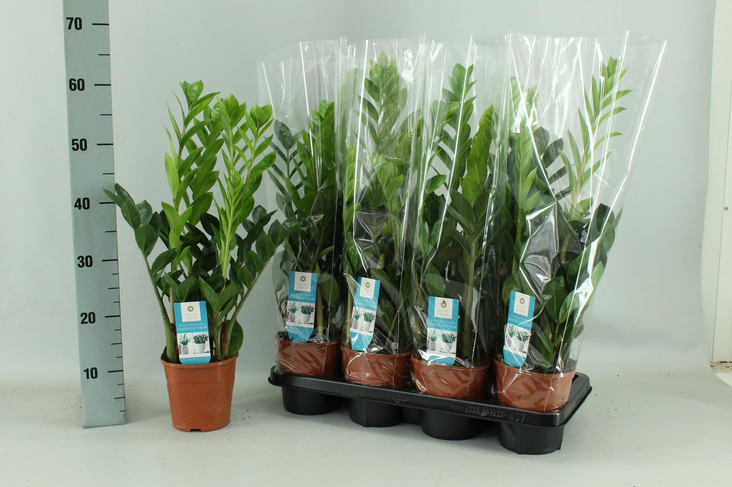 Zamioculcas – Pflegeleichte Zimmerpflanze Ø14cm