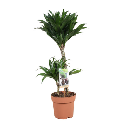 Dracaena Compacta – Kompakte & pflegeleichte Zimmerpflanze Ø17cm
