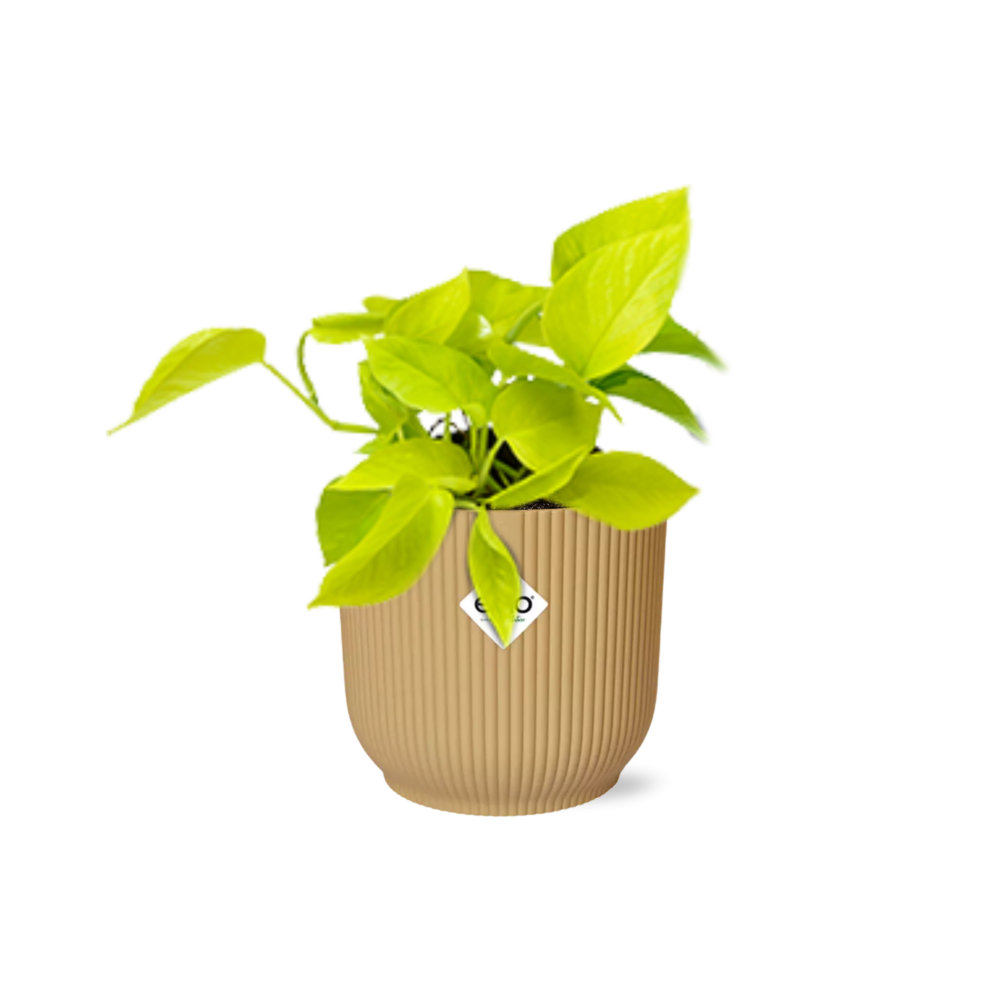 Epipremnum Pinnatum ‘Golden Pothos’ in ELHO Vibes Fold 14cm Gelb