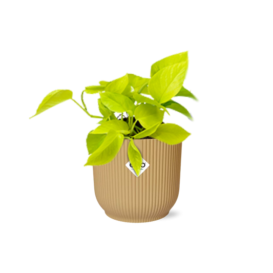 Epipremnum Pinnatum ‘Golden Pothos’ in ELHO Vibes Fold 14cm Gelb