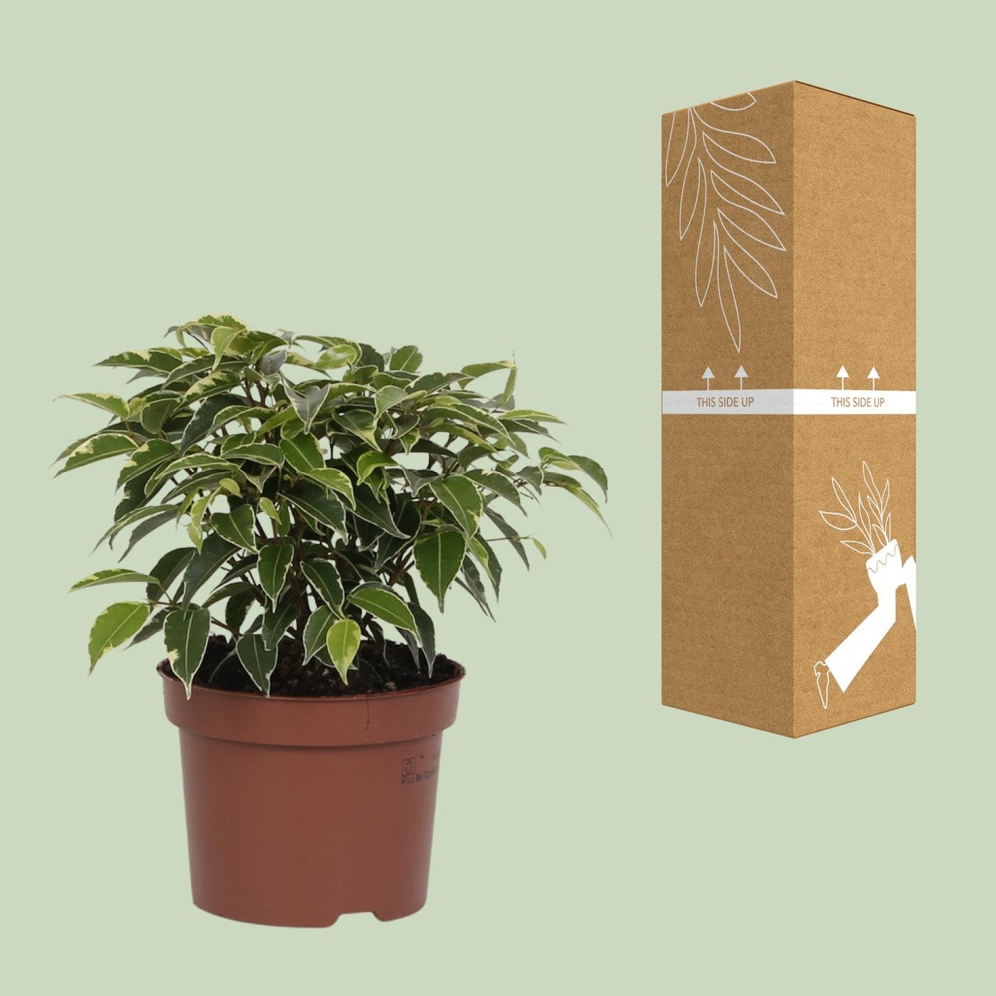 Ficus Benjamina Kinky – Pflegeleichte Zimmerpflanze Ø12cm