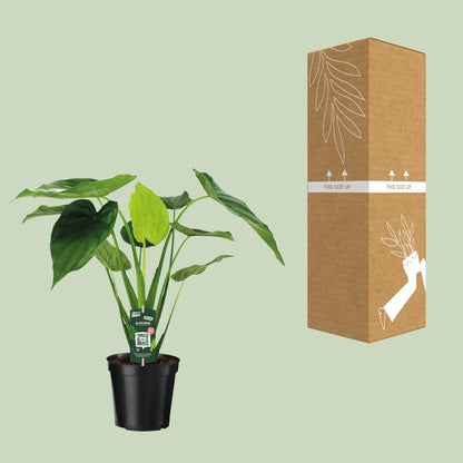 Alocasia Cucullata Elefantenohr Ø19cm – Pflegeleicht & Modern