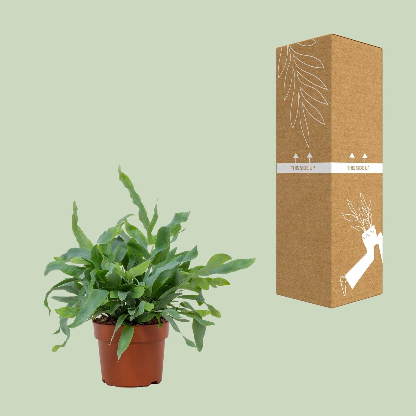 Phlebodium Blue Star – pflegeleichte Zimmerpflanze