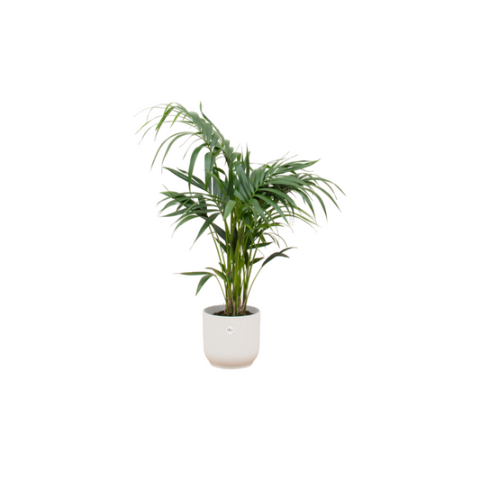 Kentia-Palme mit elho Vibes Fold Round Topf Ø25 cm, 130 cm hoch