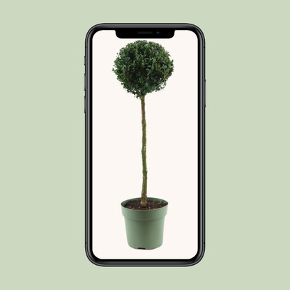 Buchsbaum Kugel Ø23cm – 85cm hoch, immergrün & pflegeleicht