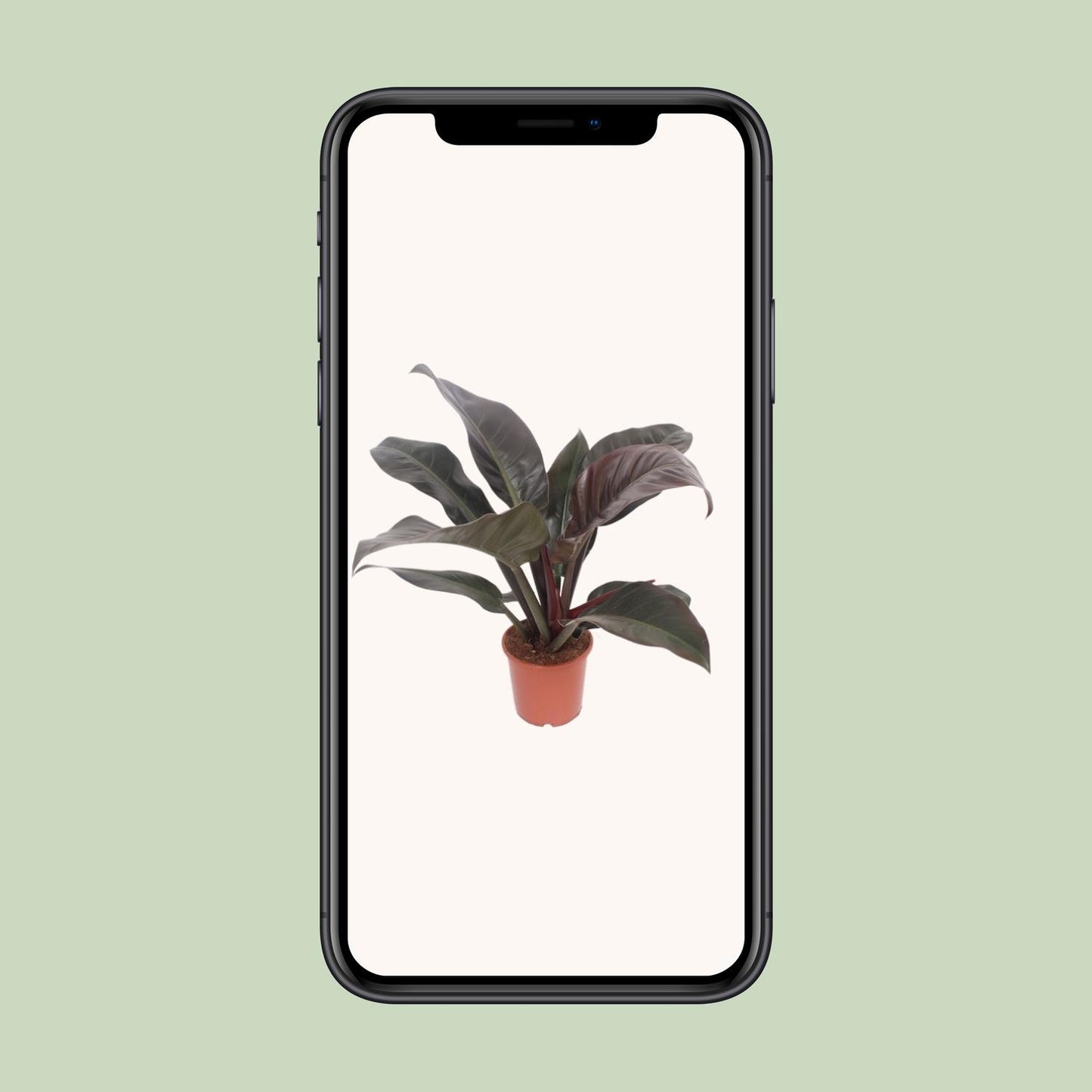 Philodendron Imperial Red – 60 cm pflegeleichte Zimmerpflanze