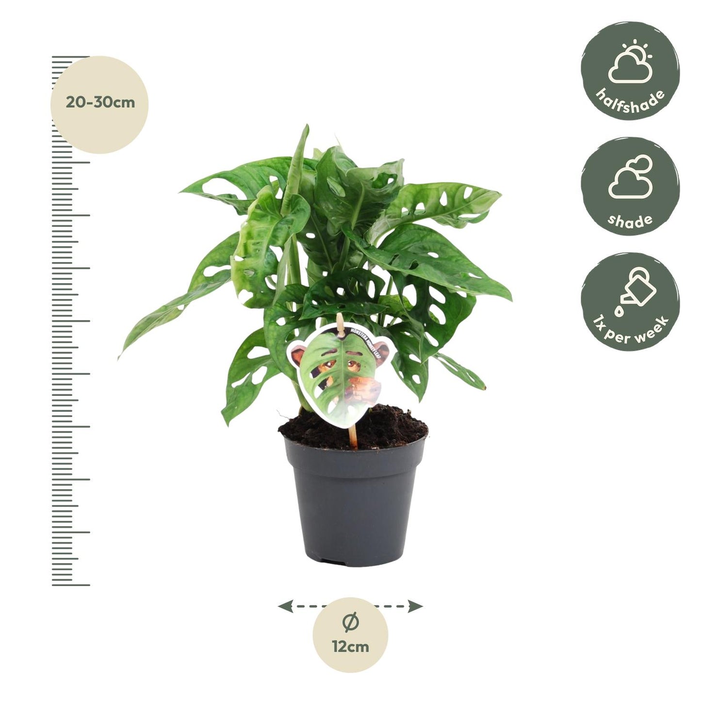 Monstera obliqua 'Monkey Leaf' – Tropische, pflegeleichte Zimmerpflanze 25 cm