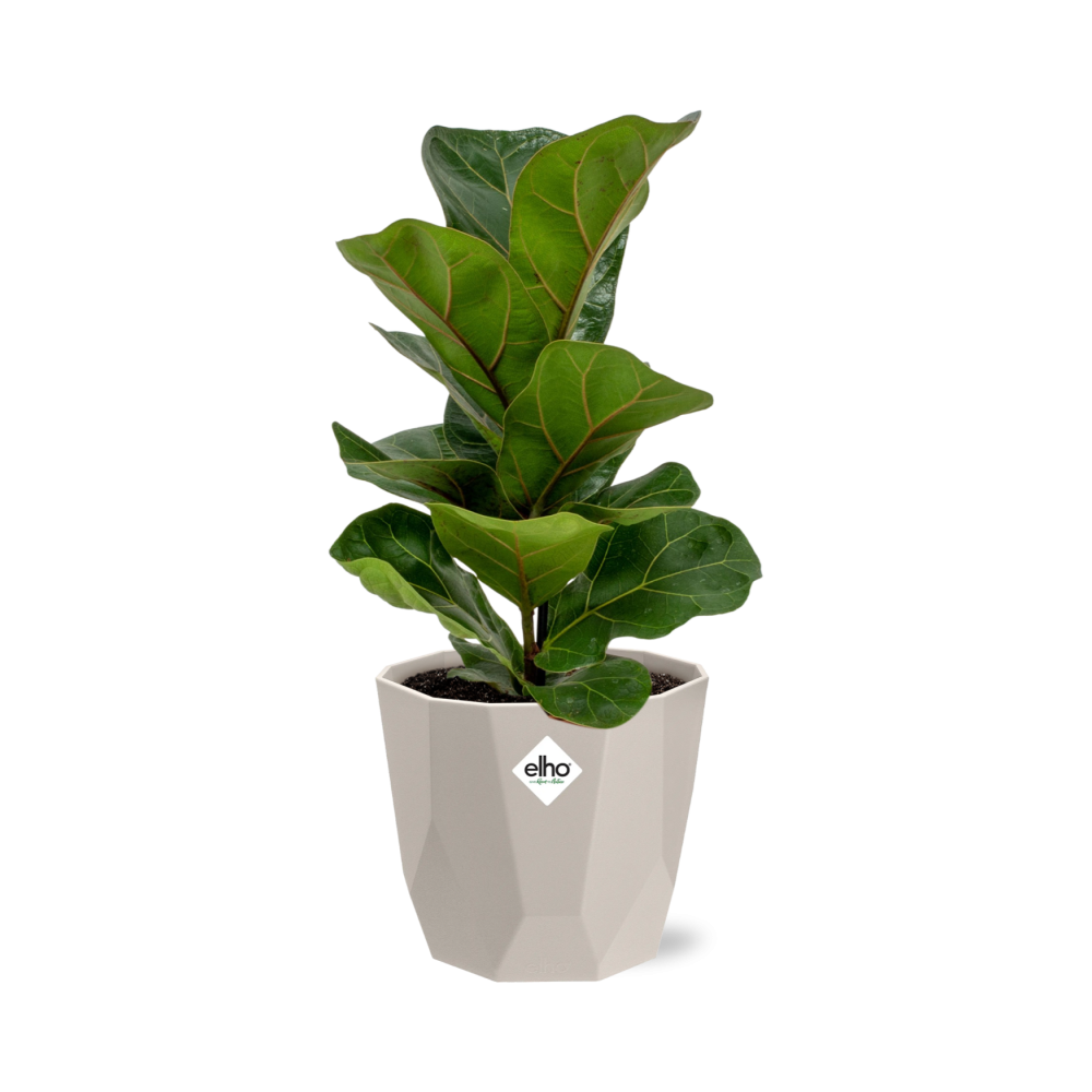 Ficus Lyrata ‘Bambino’ in ELHO b.for rock 14 cm warm grey