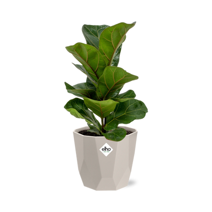 Ficus Lyrata ‘Bambino’ in ELHO b.for rock 14 cm warm grey