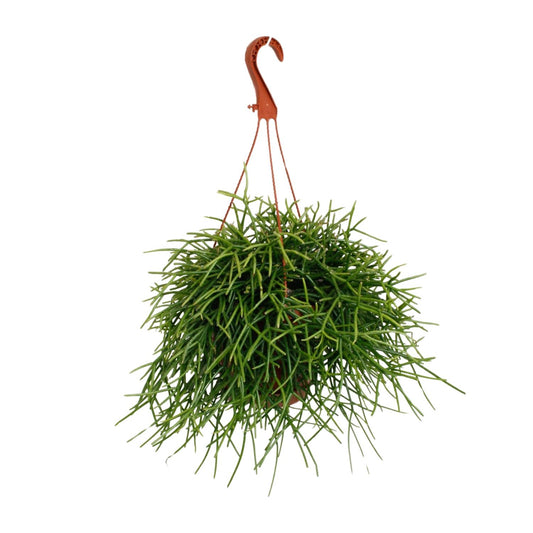 Rhipsalis Pulchra – Trendige, pflegeleichte Zimmerpflanze Ø17cm