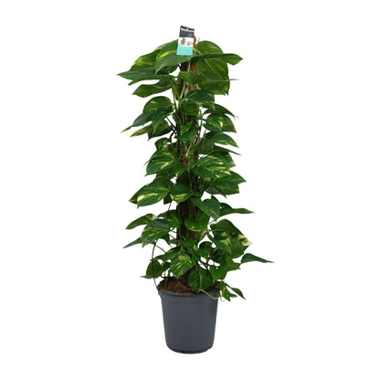 Scindapsus (Epipremnum) – Pflegeleichte Zimmerpflanze Ø24cm