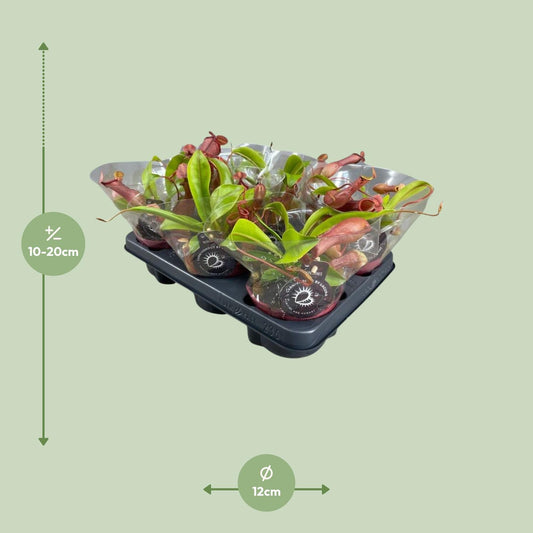 Nepenthes Alata – Exotische Kannenpflanze Ø12cm