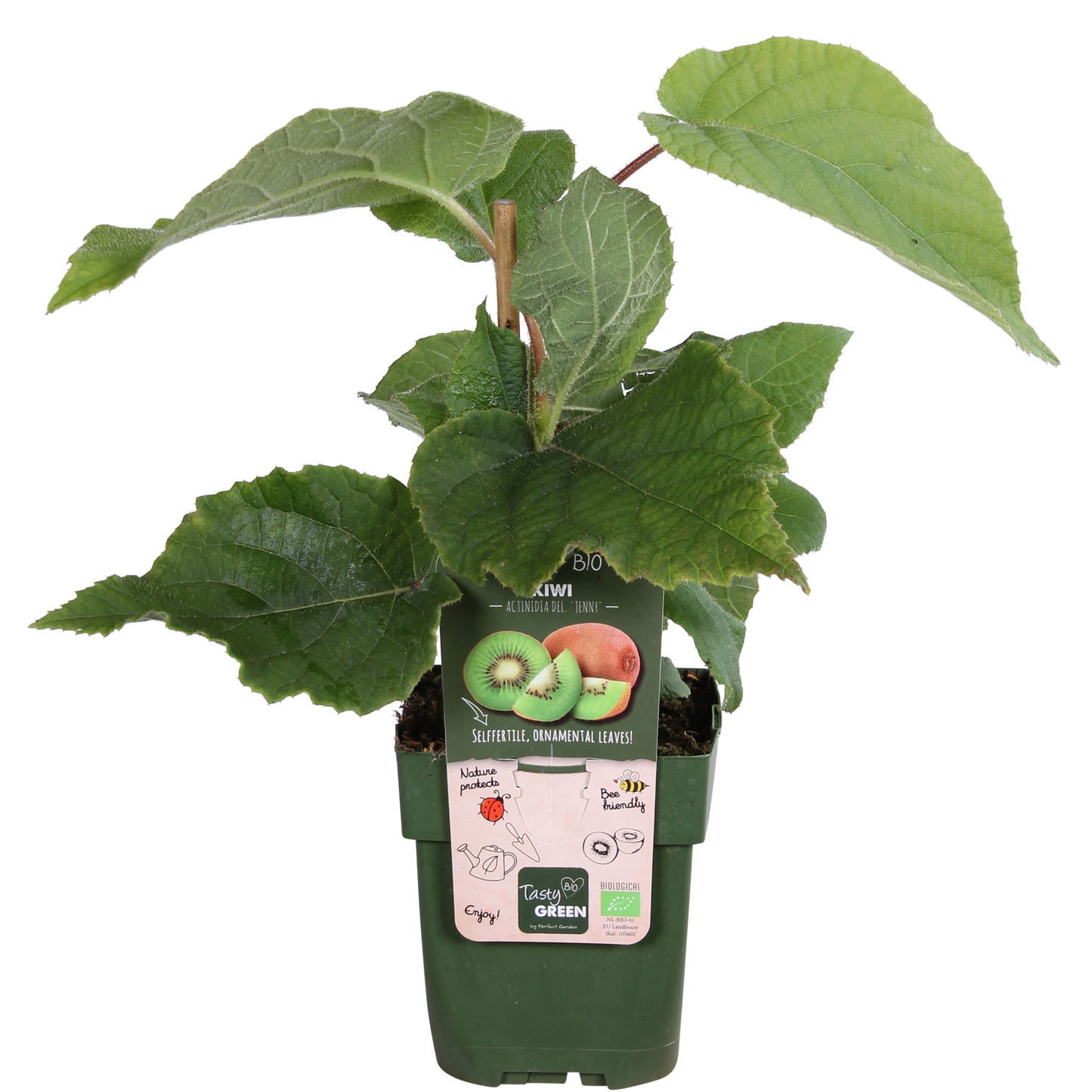 Actinidia deliciosa 'Jenny' – Pflegeleichte Kiwi Pflanze Ø13cm