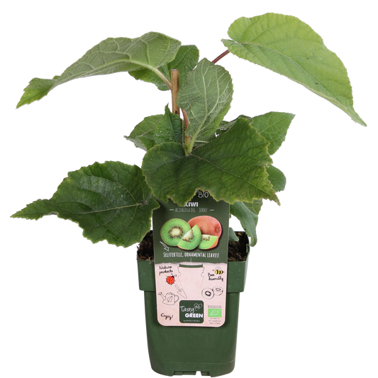 Actinidia deliciosa 'Jenny' – Pflegeleichte Kiwi Pflanze Ø13cm
