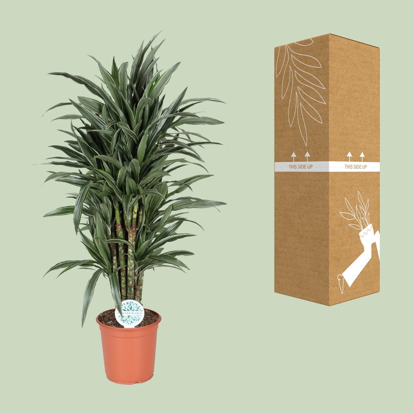 Dracaena Deremensis Warneckei – Pflegeleichter Drachenbaum Ø24cm