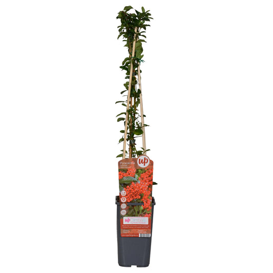 3x Pyracantha coccinea 'Red Column' – Immergrüner Feuerdorn Ø15cm, 65cm hoch