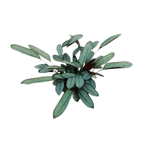 Ctenanthe Oppenheimiana – Nie-Nie-Pflanze Ø17cm, 70cm hoch