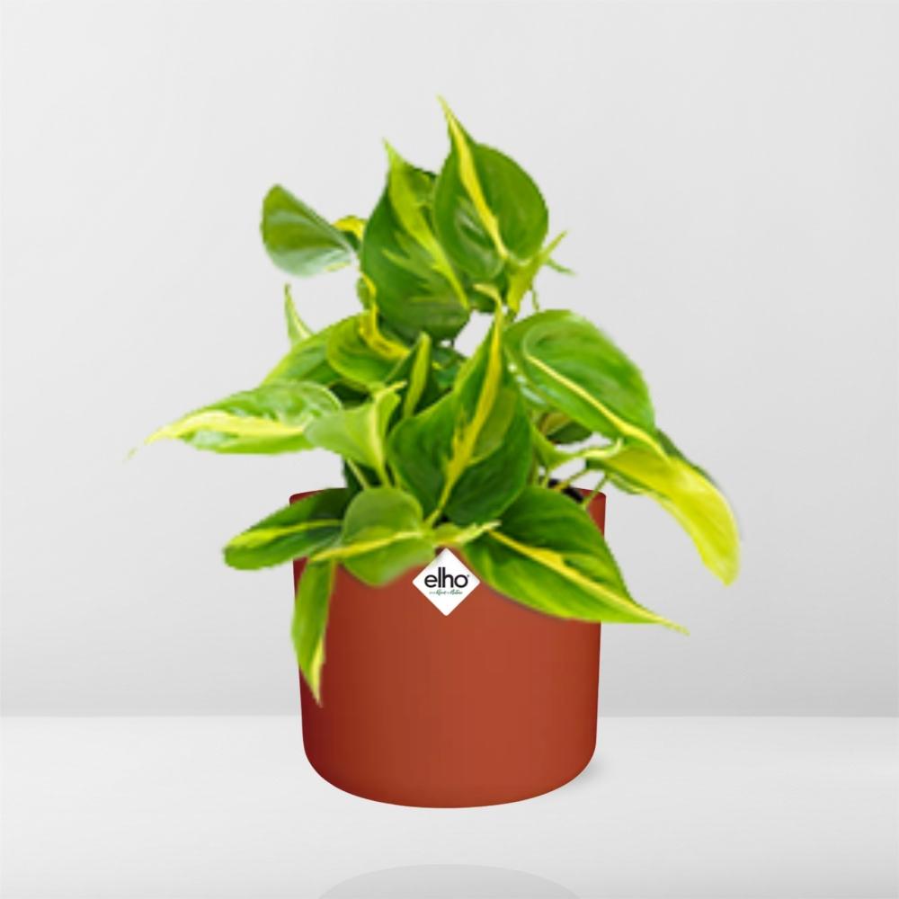 Philodendron Scandens ‘Brasil’ in ELHO b.for soft rond 14cm brique