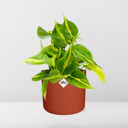 Philodendron Scandens ‘Brasil’ in ELHO b.for soft rond 14cm brique