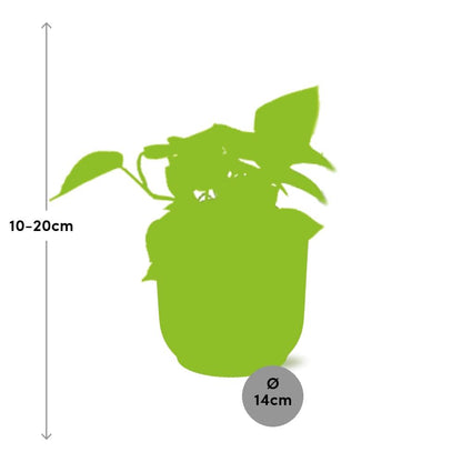 Epipremnum Pinnatum ‘Golden Pothos’ in ELHO Vibes Fold 14cm Gelb