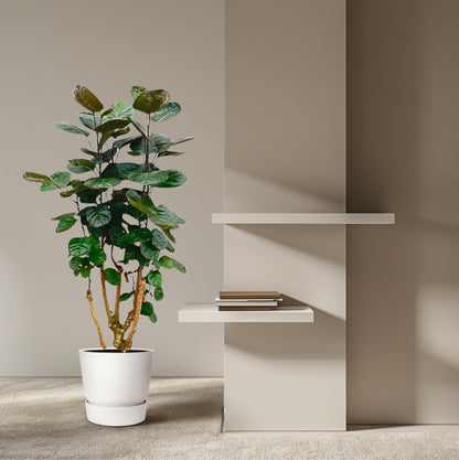 Polyscias Fabian – 130 cm – Pflegeleichte Zimmerpflanze