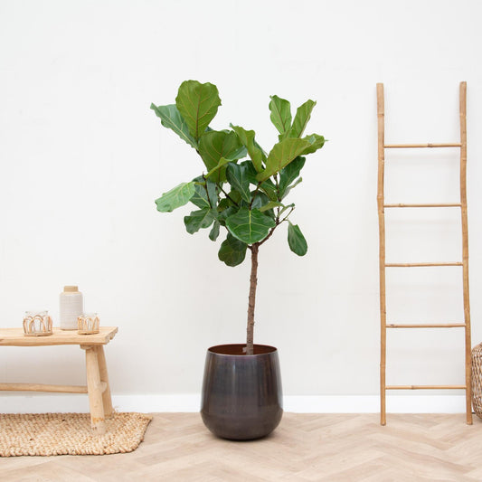 Ficus Lyrata Stamm – 170 cm – Pflegeleichte Zimmerpflanze