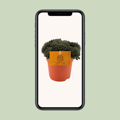 Sinocrassula Yunnanensis – Pflegeleichte Sukkulente Ø10,5 cm