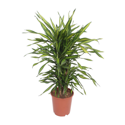 Dracaena Fragrans Riki – Pflegeleichter Drachenbaum Ø24cm