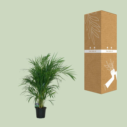 Dypsis Lutescens Bambuspalme Ø19cm – ca. 100cm hoch