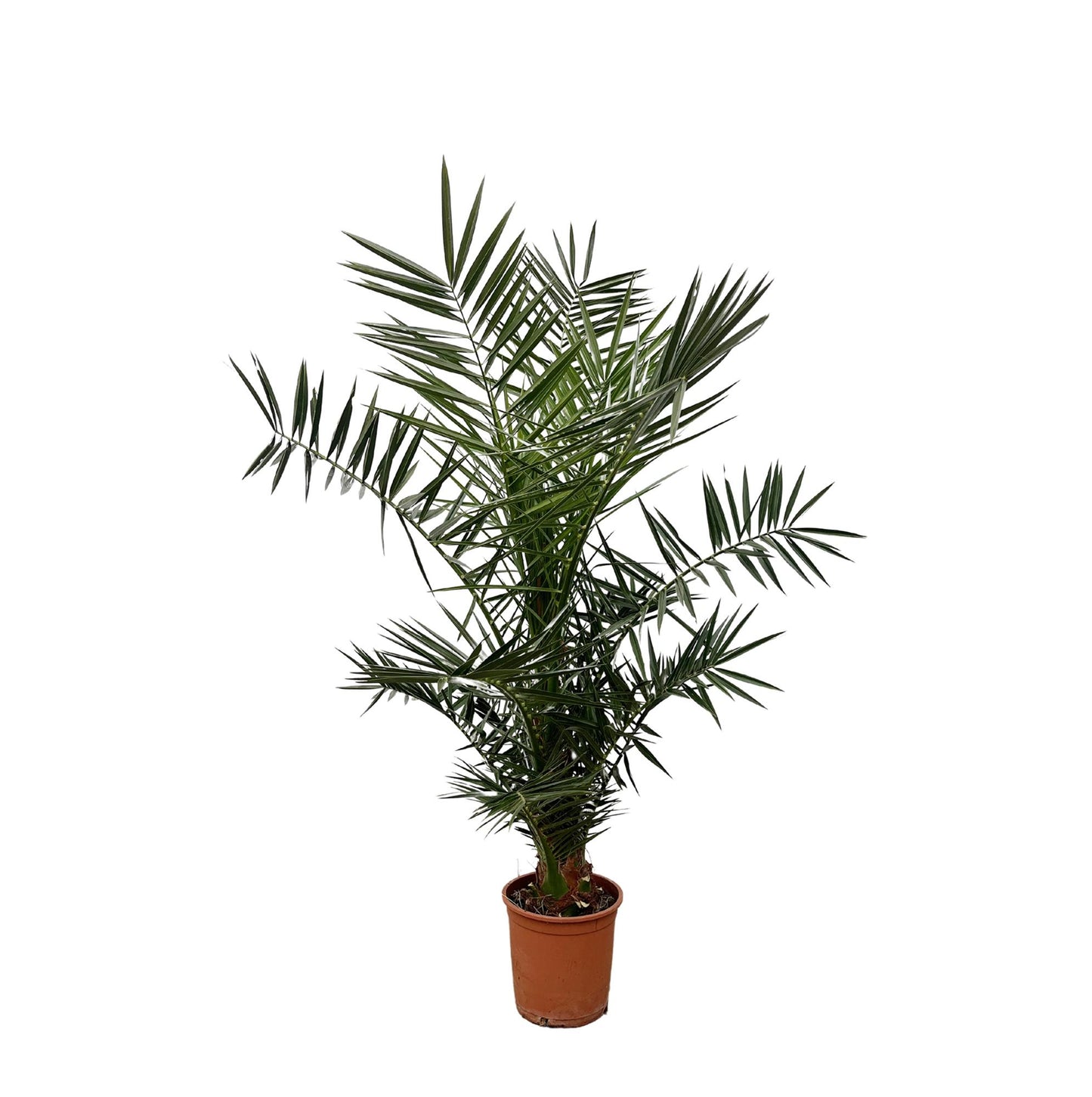 Phoenix Canariensis – Kanarische Dattelpalme 120 cm