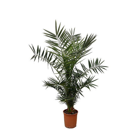 Phoenix Canariensis – Kanarische Dattelpalme 120 cm