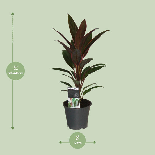 Cordyline Rumba – Pflegeleichte Tropische Zimmerpflanze Ø12cm