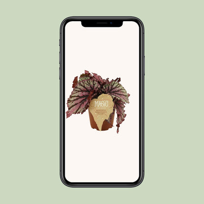 Begonia Rex Merenque – Lebendige Zimmerpflanze Ø12cm