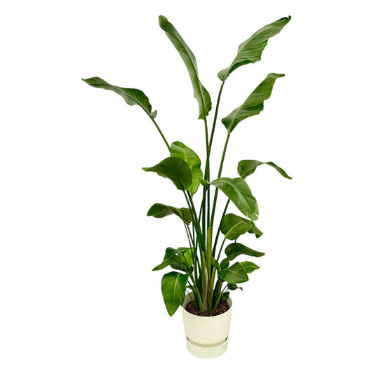 Strelitzia Nicolai mit elho Greenville Round Weiß – 180 cm