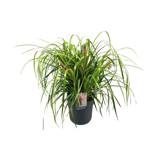 Billbergia Nutans 'Tears Of Joy' – Tropische Zimmerpflanze Ø24cm