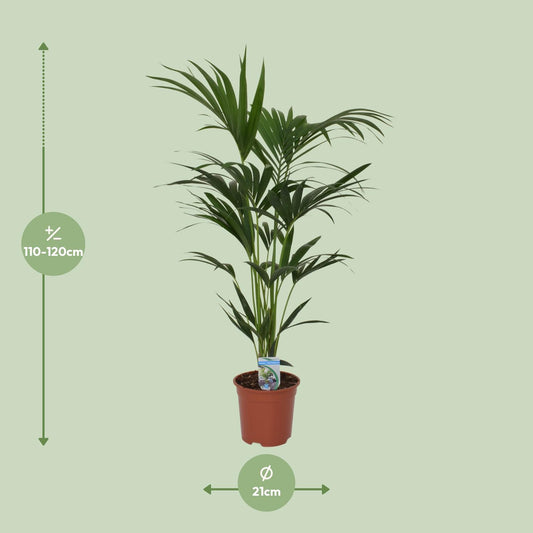 Howea forsteriana – Kentia-Palme Ø21cm, 120cm hoch