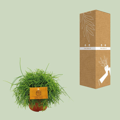 Rhipsalis Cassutha – Pflegeleichte tropische Zimmerpflanze Ø11cm