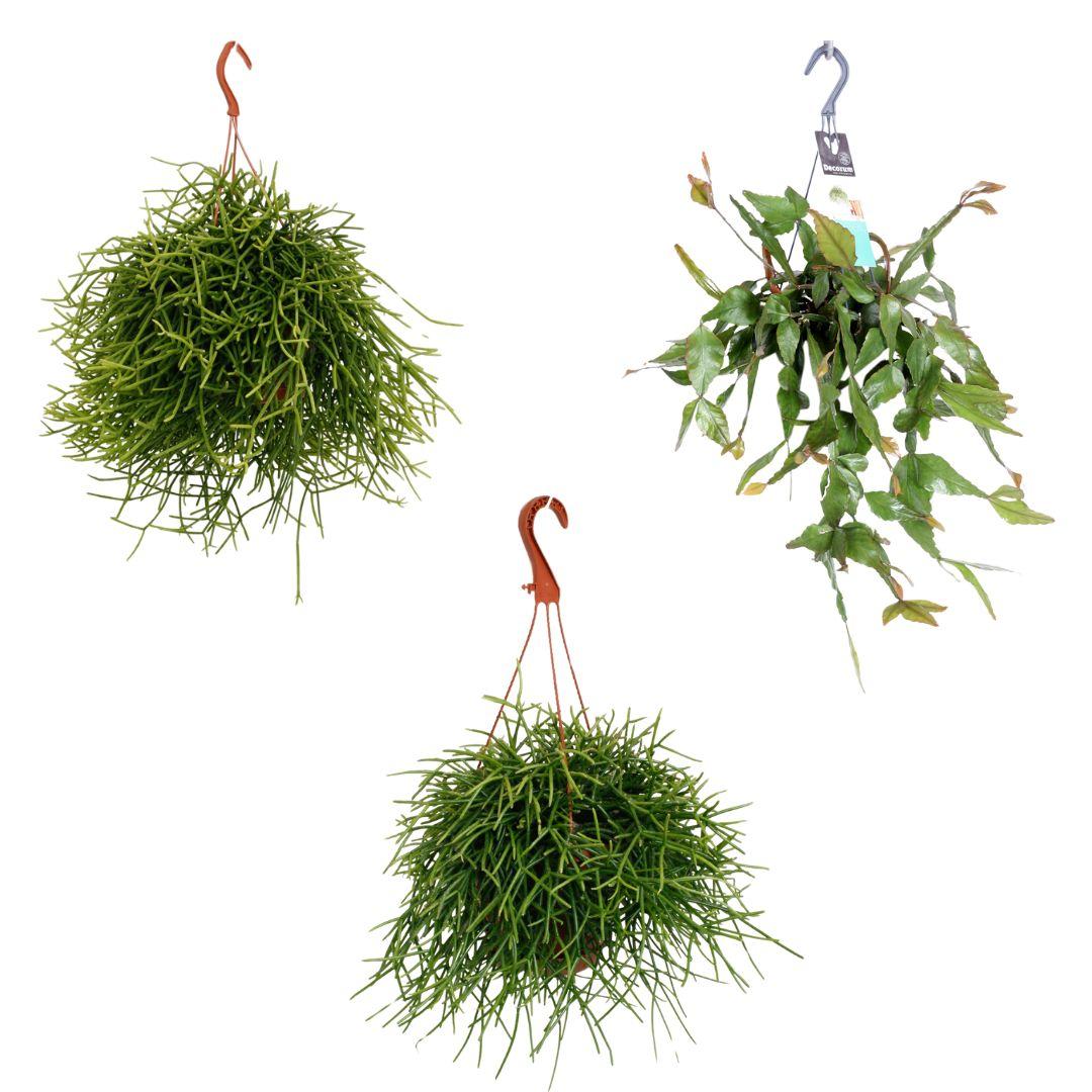 Rhipsalis Hangmix – 3 pflegeleichte Sukkulenten im Set