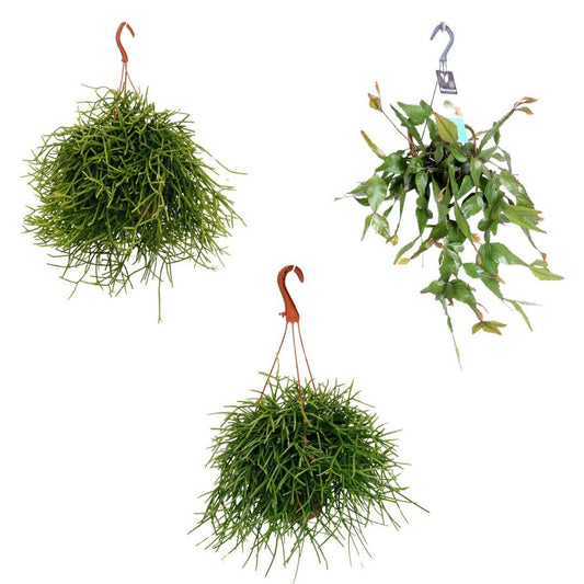 Rhipsalis Hangmix – 3 pflegeleichte Sukkulenten im Set