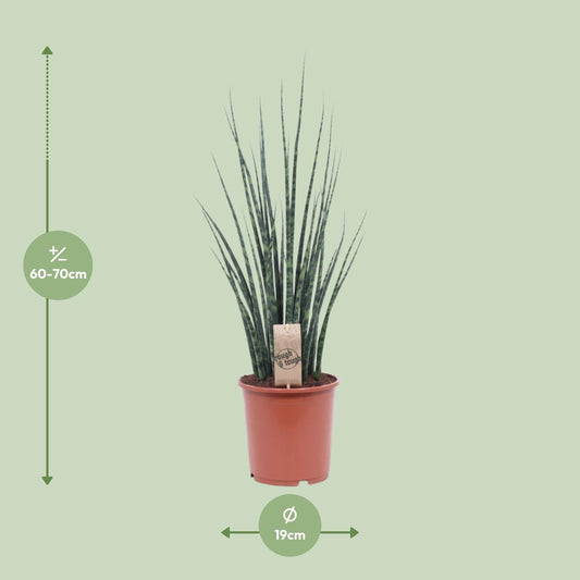 Sansevieria Fernwood Mikado Ø19cm – Pflegeleichte Zimmerpflanze