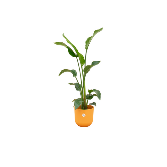 Strelitzia Nicolai im gelben elho Jazz Round Topf Ø23 cm – 100 cm