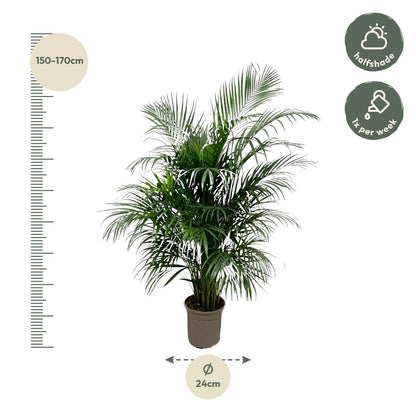 Dypsis Lutescens (Areca-Palme) 150 cm – pflegeleicht & robust