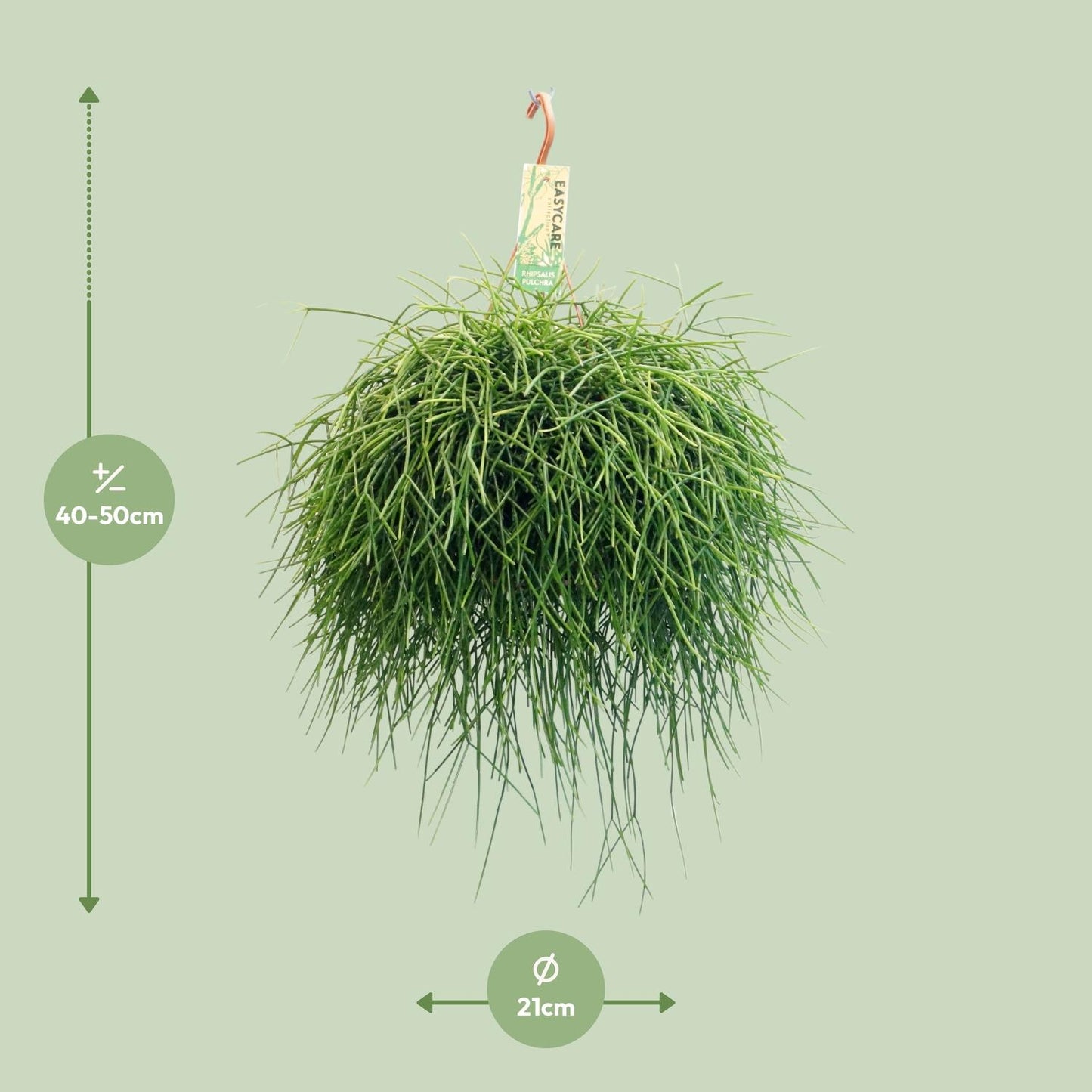 Rhipsalis Pulchra – pflegeleichte Hängepflanze Ø21 cm