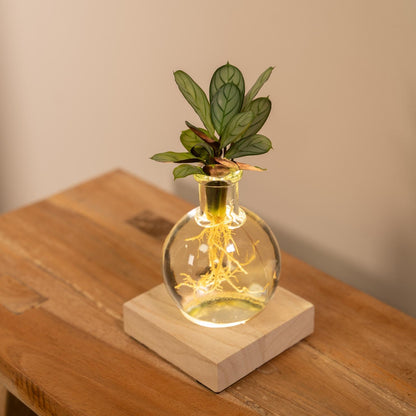 Calathea im Glas mit LED – Pflegeleichte Zimmerpflanze 12 cm