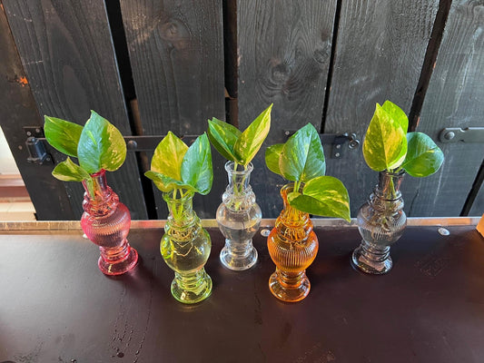 Zimmerpflanzen Mix im Venice Glas – 6 pflegeleichte Pflanzen Ø7cm